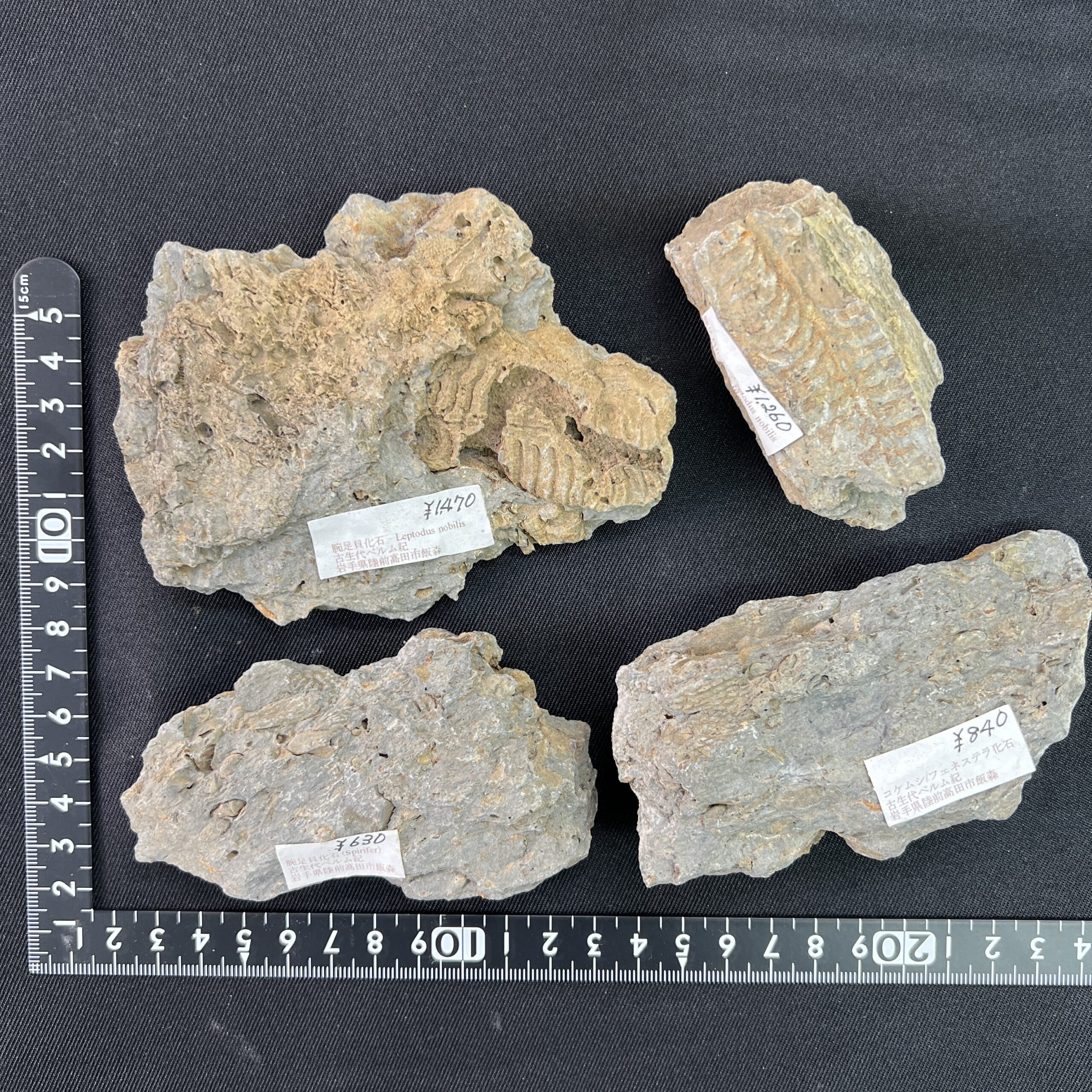 11.18（金）日本産の化石が入荷しました。 | クリスタル・ワールド御徒町店