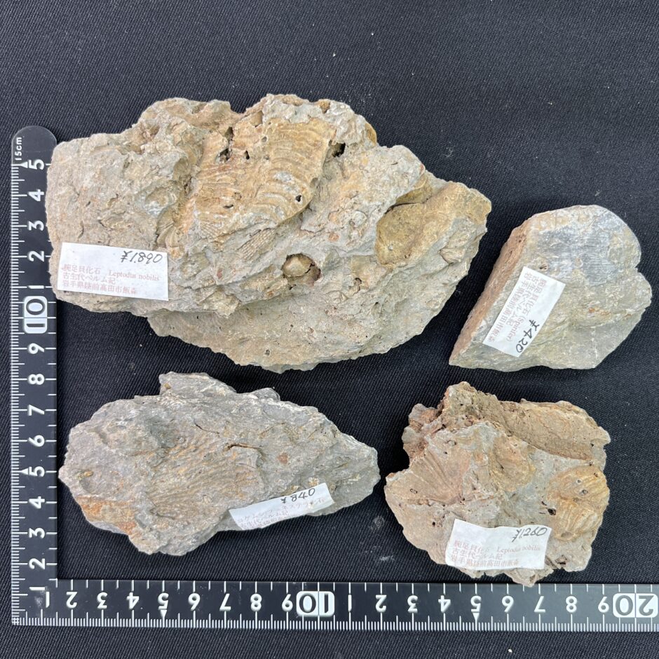 日本産の化石