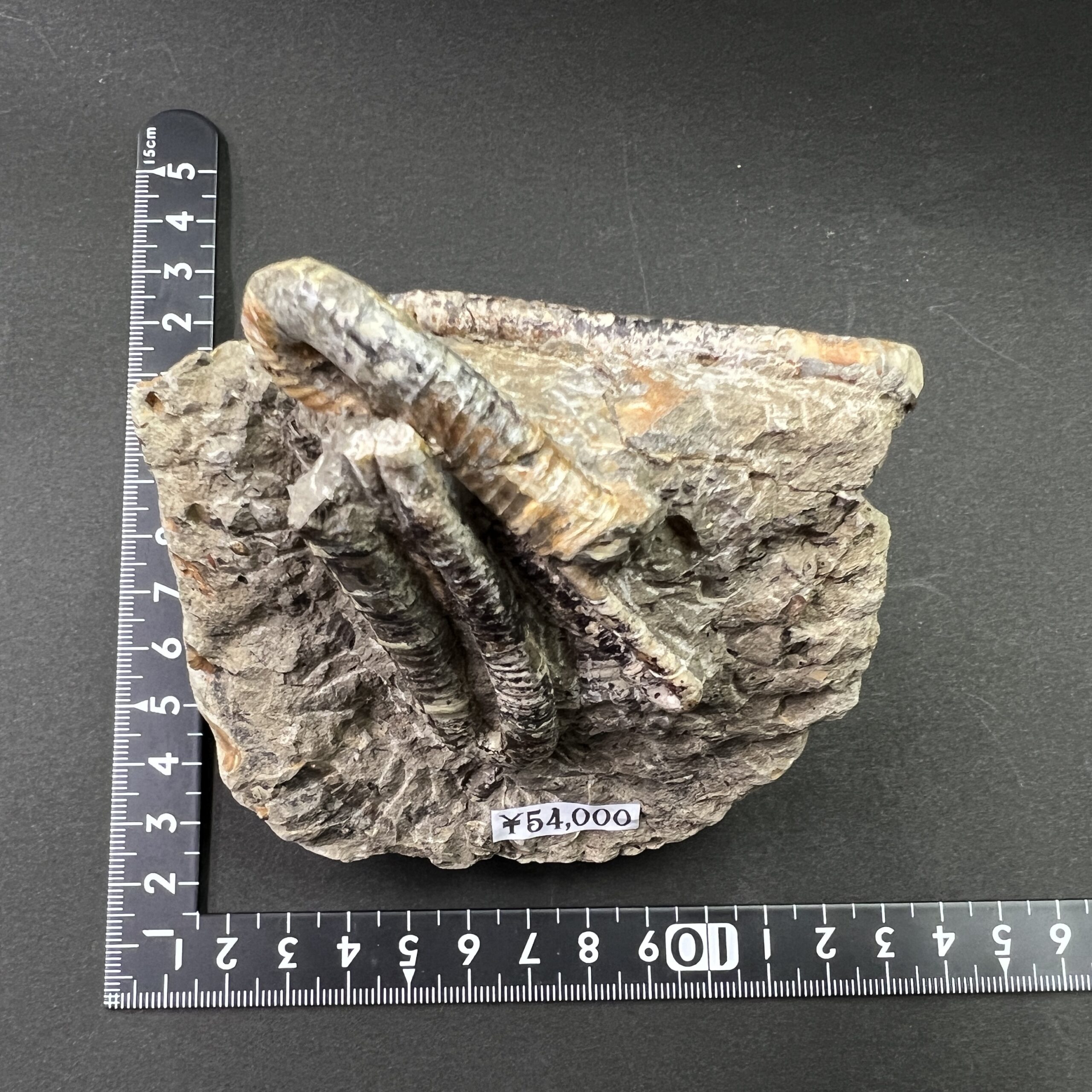 国産化石　異常巻プラピトセラス　２３１２０３－１