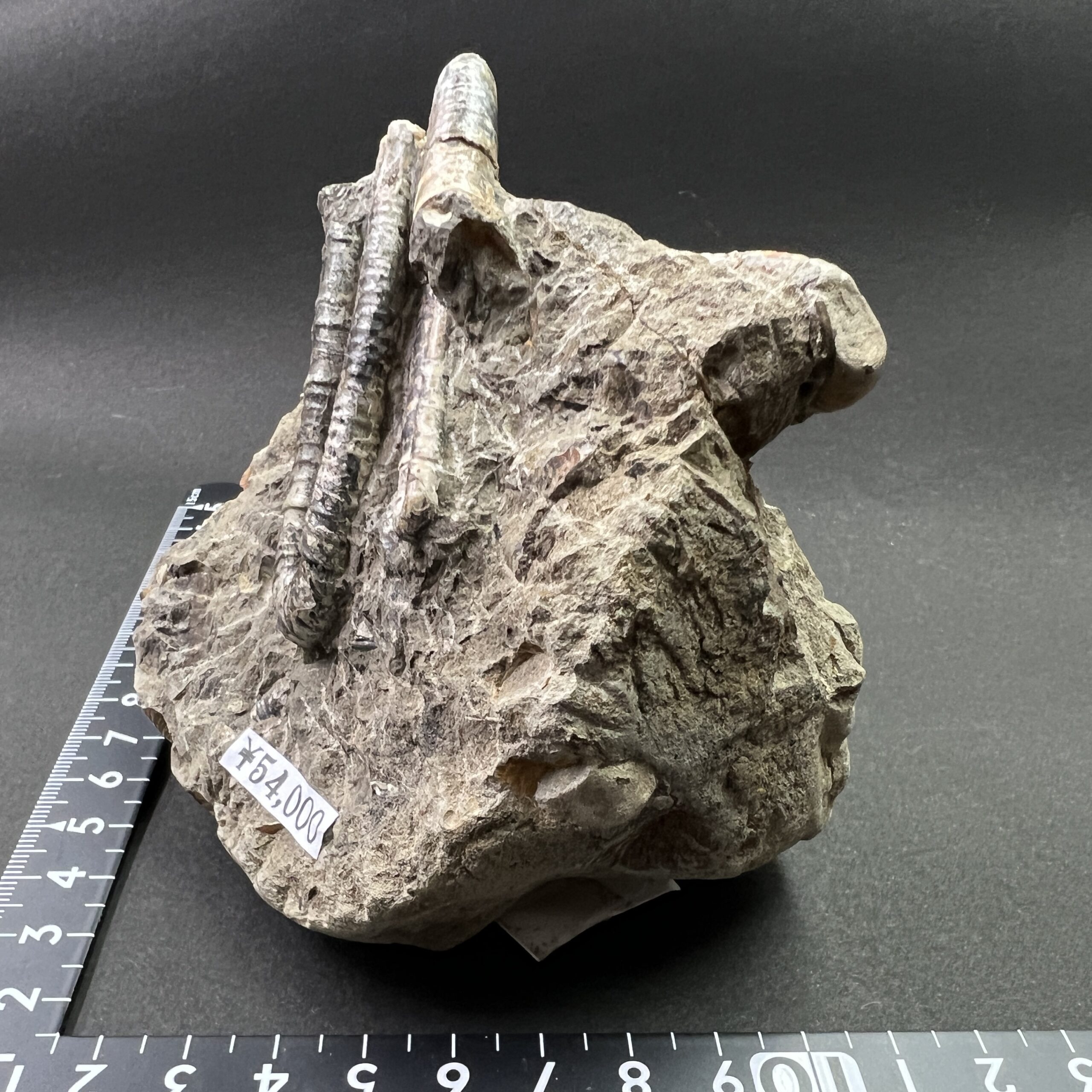 国産化石　異常巻プラピトセラス　２３１２０３－１