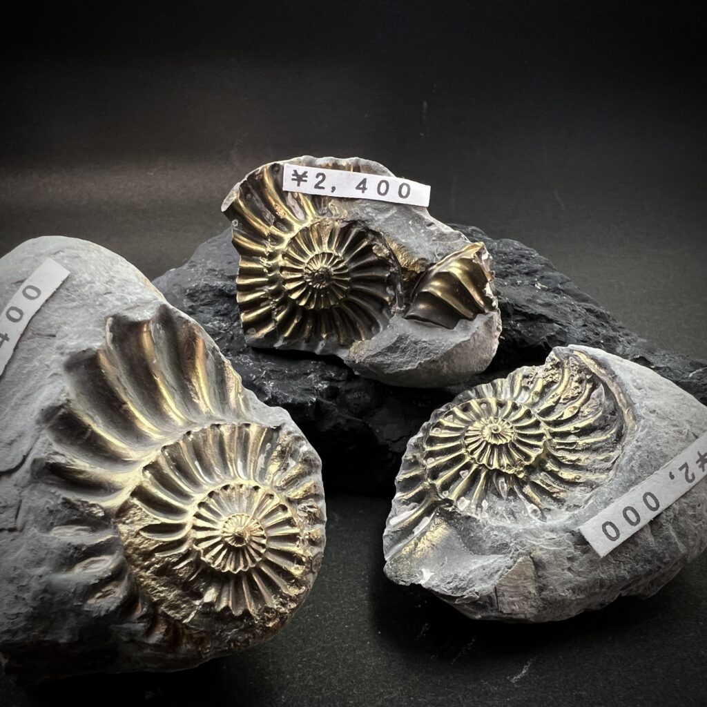 黄鉄鉱化したアンモナイト化石 ドイツ産 | クリスタル・ワールド