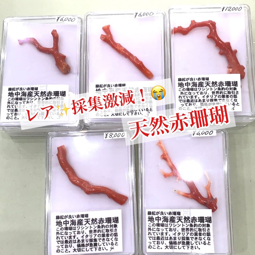 縁起が良い 天然赤サンゴ 地中海産 | クリスタル・ワールド御徒町店